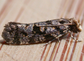 Amydria dyarella